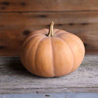Squash Butterkin F1 Seed