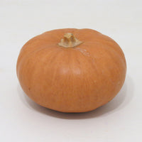 Squash Butterkin F1 Seed
