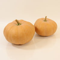 Squash Butterkin F1 Seed