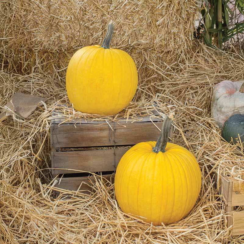 Pumpkin Mellow Yellow F1 Seed