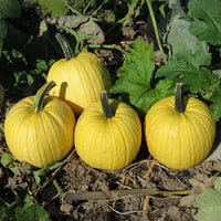 Pumpkin Mellow Yellow F1 Seed