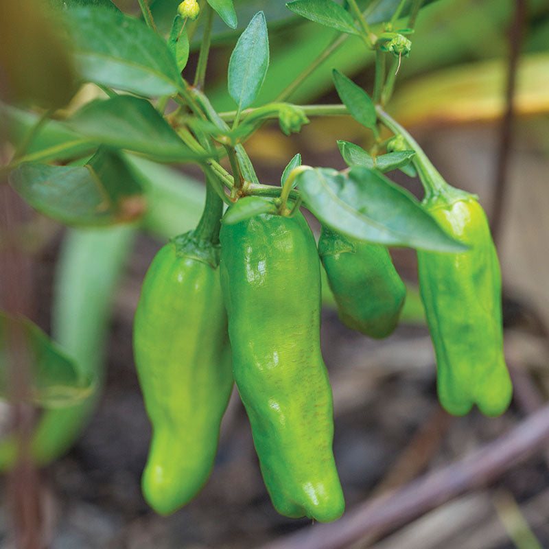 Pepper Takara F1 Seed