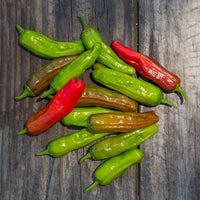 Pepper Takara F1 Seed