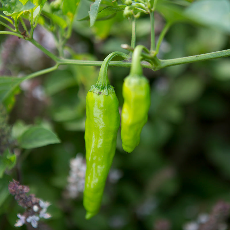 Pepper Takara F1 Seed