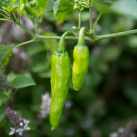 Pepper Takara F1 Seed