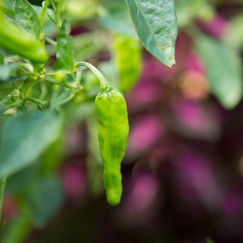 Pepper Takara F1 Seed