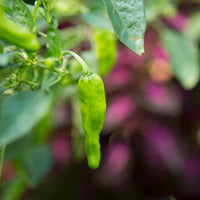 Pepper Takara F1 Seed