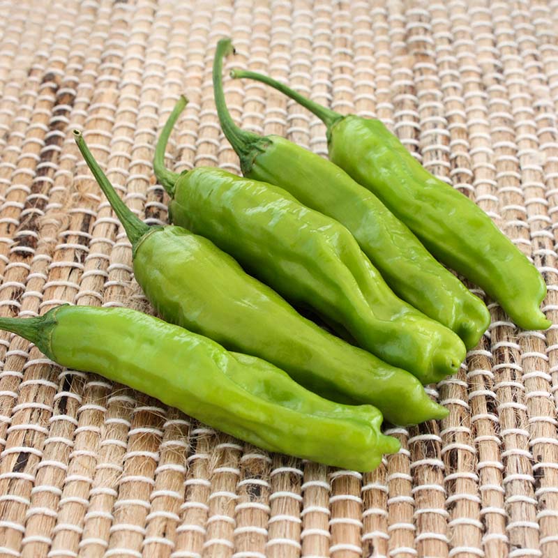 Pepper Takara F1 Seed