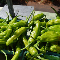 Pepper Takara F1 Seed