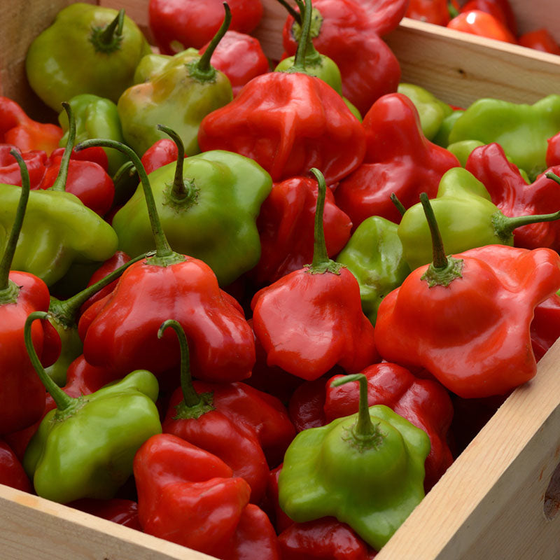 Pepper Mad Hatter F1 Seed
