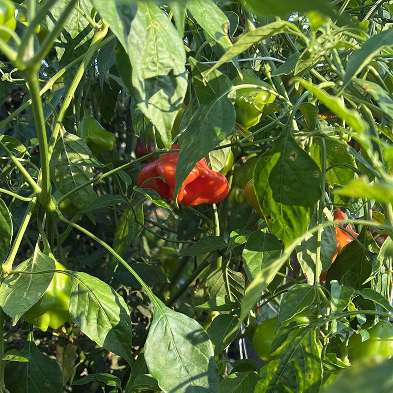 Pepper Mad Hatter F1 Seed