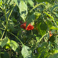 Pepper Mad Hatter F1 Seed