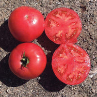 Tomato Damsel F1 Seed