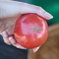Tomato Damsel F1 Seed