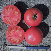 Tomato Damsel F1 Seed