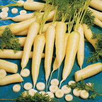 Carrot White Satin F1 Seed