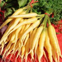 Carrot White Satin F1 Seed