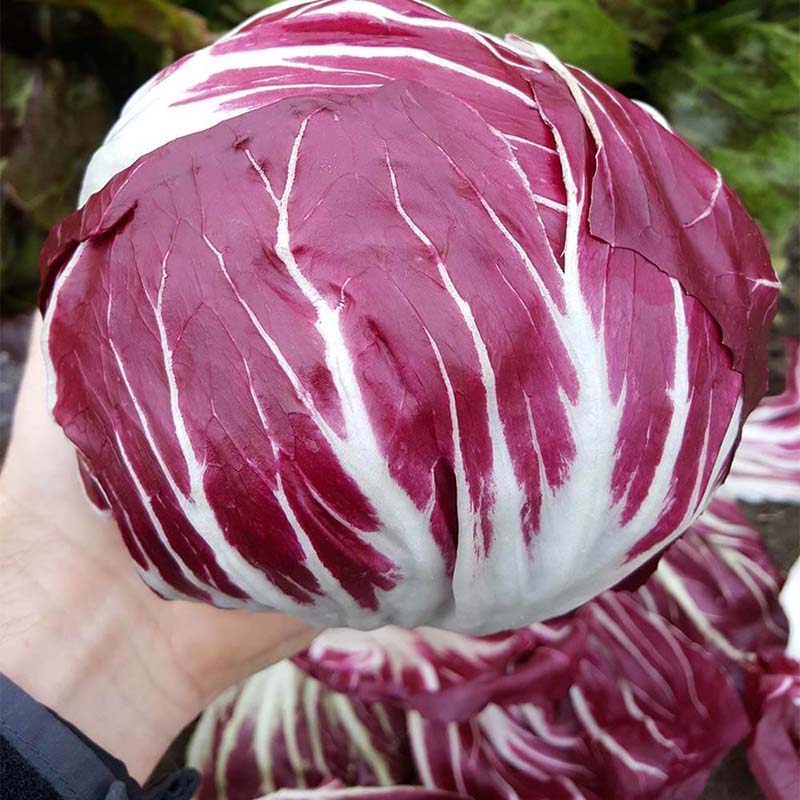 Radicchio Leonardo F1 Organic Seed