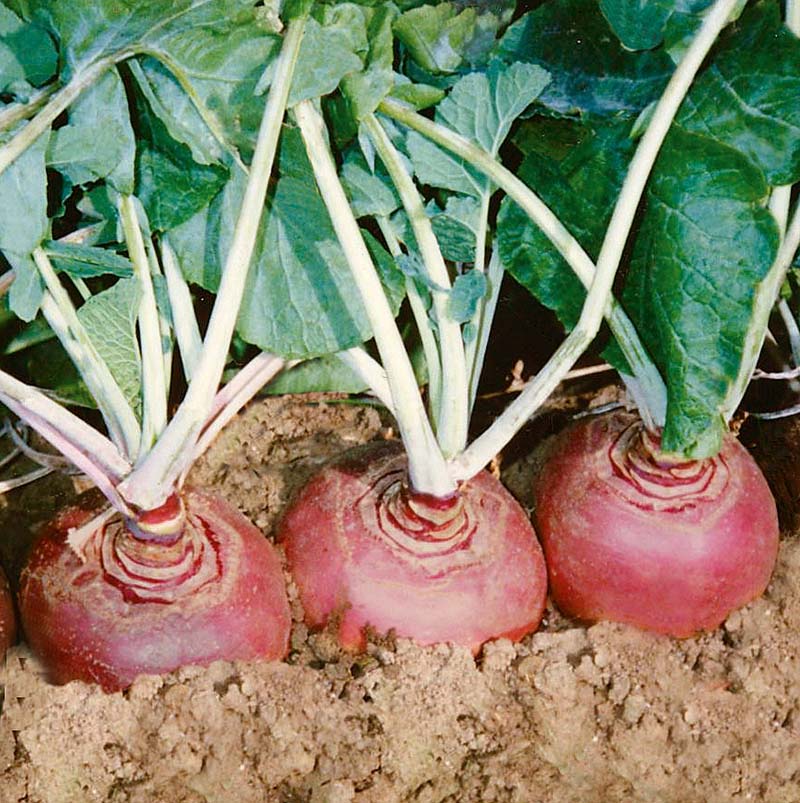 Rutabaga Helenor Organic Seed
