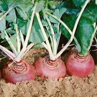 Rutabaga Helenor Organic Seed