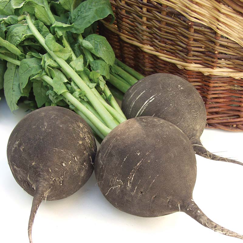 Radish Black Round Spanish Organic  Seed