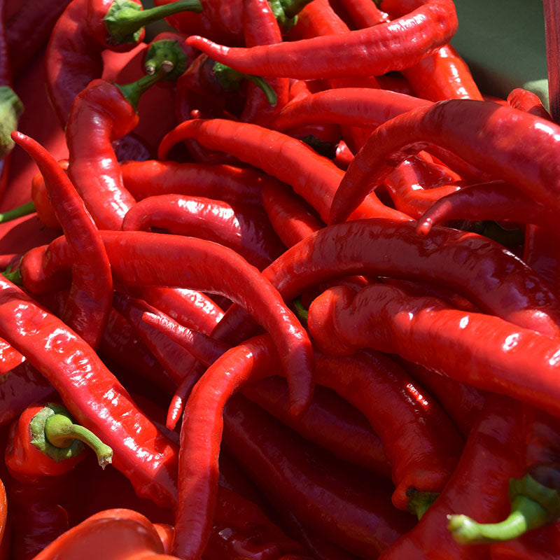 Pepper Jimmy Nardellos Organic Seed