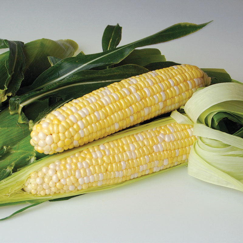 Sweet Corn Sweetness F1 Seed