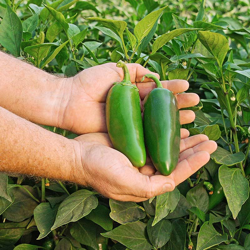 Pepper Dante F1 Seed