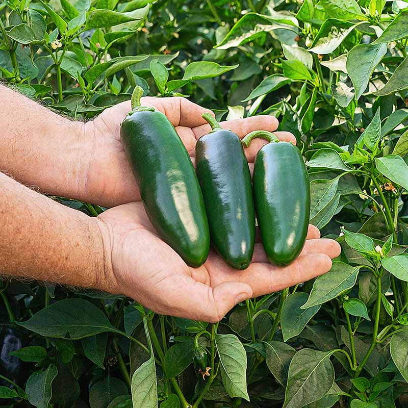 Pepper Everman F1 Seed