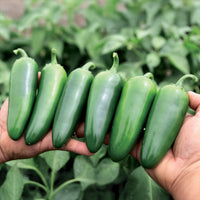Pepper Everman F1 Seed