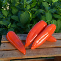 Pepper Darling F1 Seed