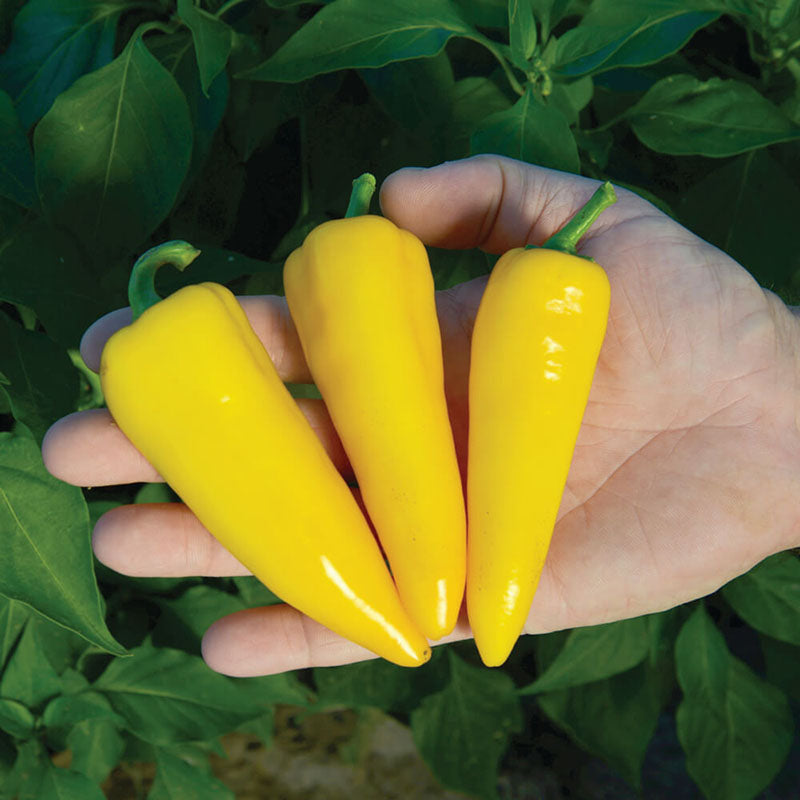 Pepper Sugar F1 Seed