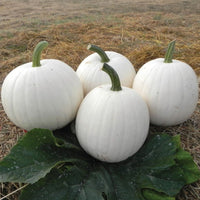 Pumpkin Moonshine F1 Seed