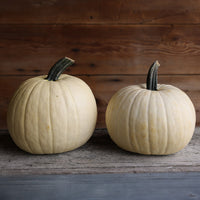 Pumpkin Moonshine F1 Seed