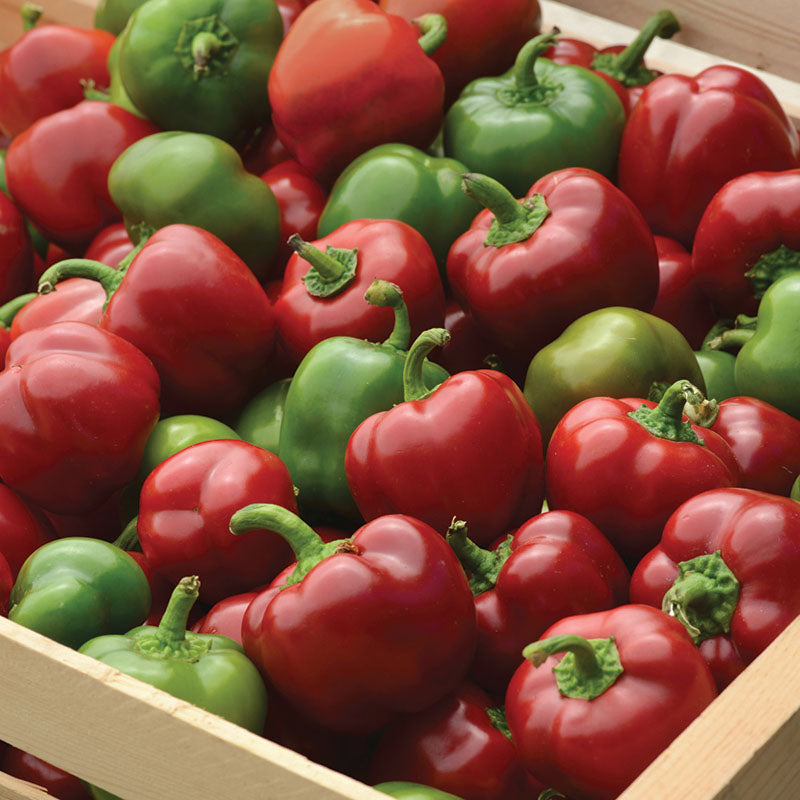 Pepper Snackabelle Red F1 Seed