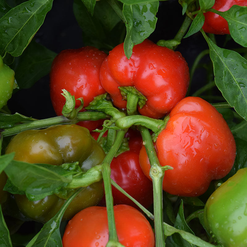 Pepper Snackabelle Red F1 Seed
