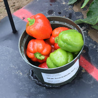 Pepper Snackabelle Red F1 Seed