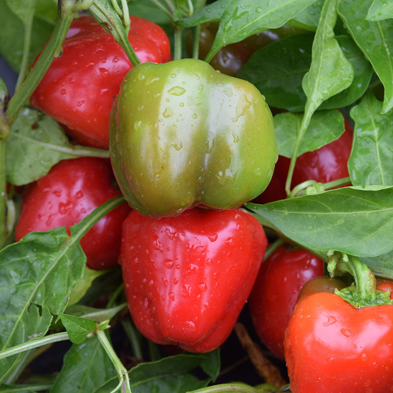 Pepper Snackabelle Red F1 Seed