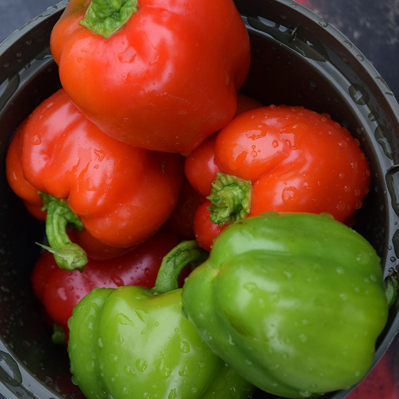 Pepper Snackabelle Red F1 Seed