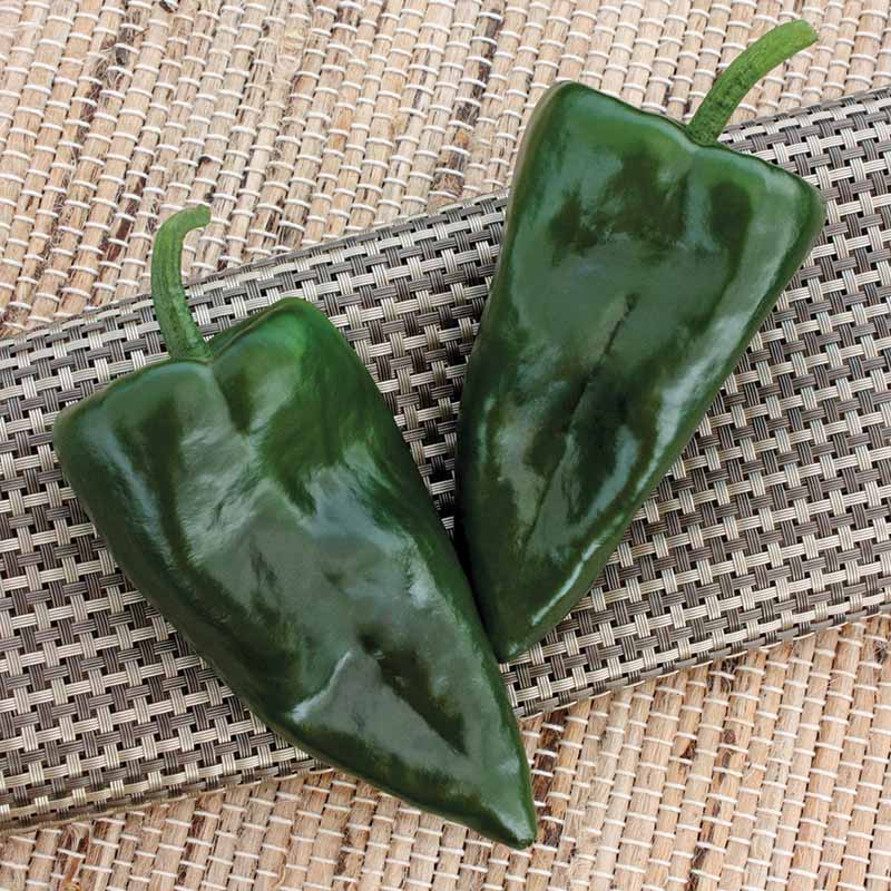 Pepper Trident F1 Seed
