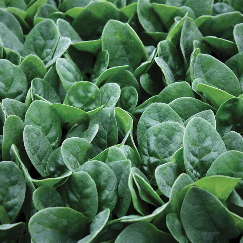 Spinach Seaside F1 Seed