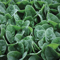 Spinach Seaside F1 Seed