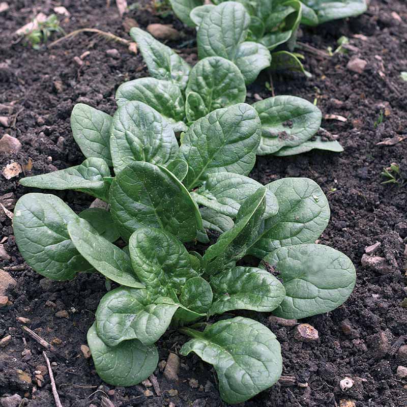 Spinach Seaside F1 Seed