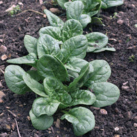 Spinach Seaside F1 Seed