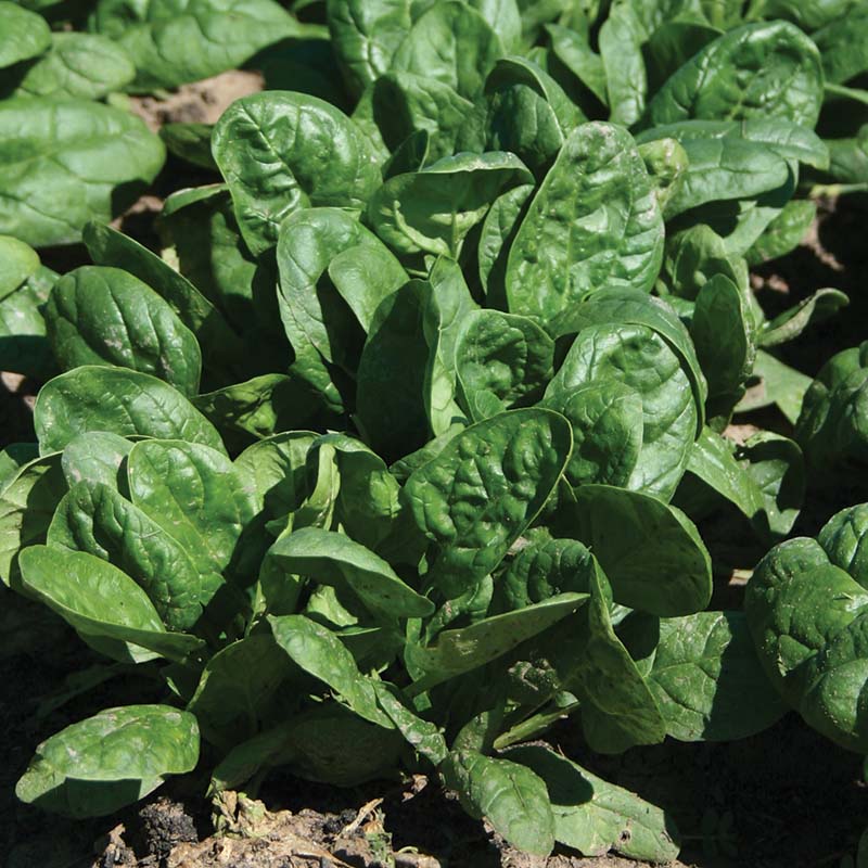 Spinach Seaside F1 Seed