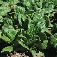 Spinach Seaside F1 Seed
