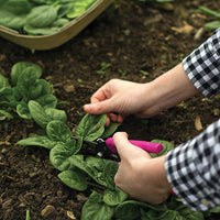 Spinach Seaside F1 Seed