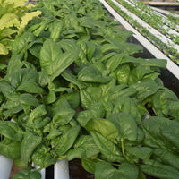Spinach Seaside F1 Seed