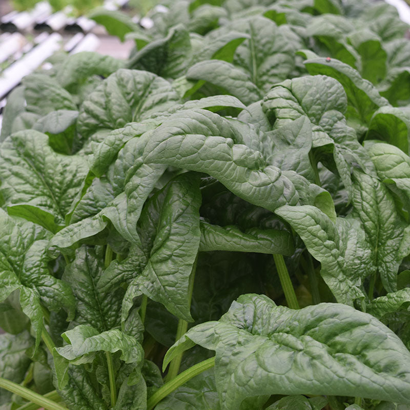 Spinach Seaside F1 Seed