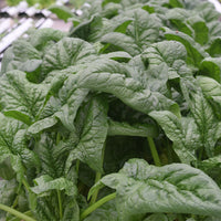 Spinach Seaside F1 Seed
